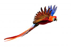 scarlet macaw in flight