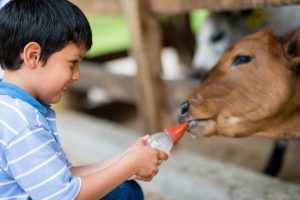 Boy feeding a cow